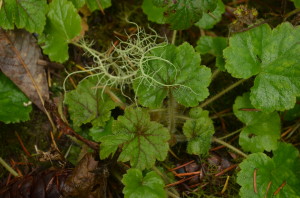 Mitella sp.