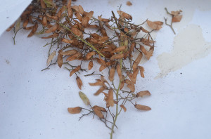 foam flower seed collected from a single population on the property