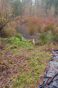 Earthen lake dam recently cleared. I hope to put a viewing platform here.
