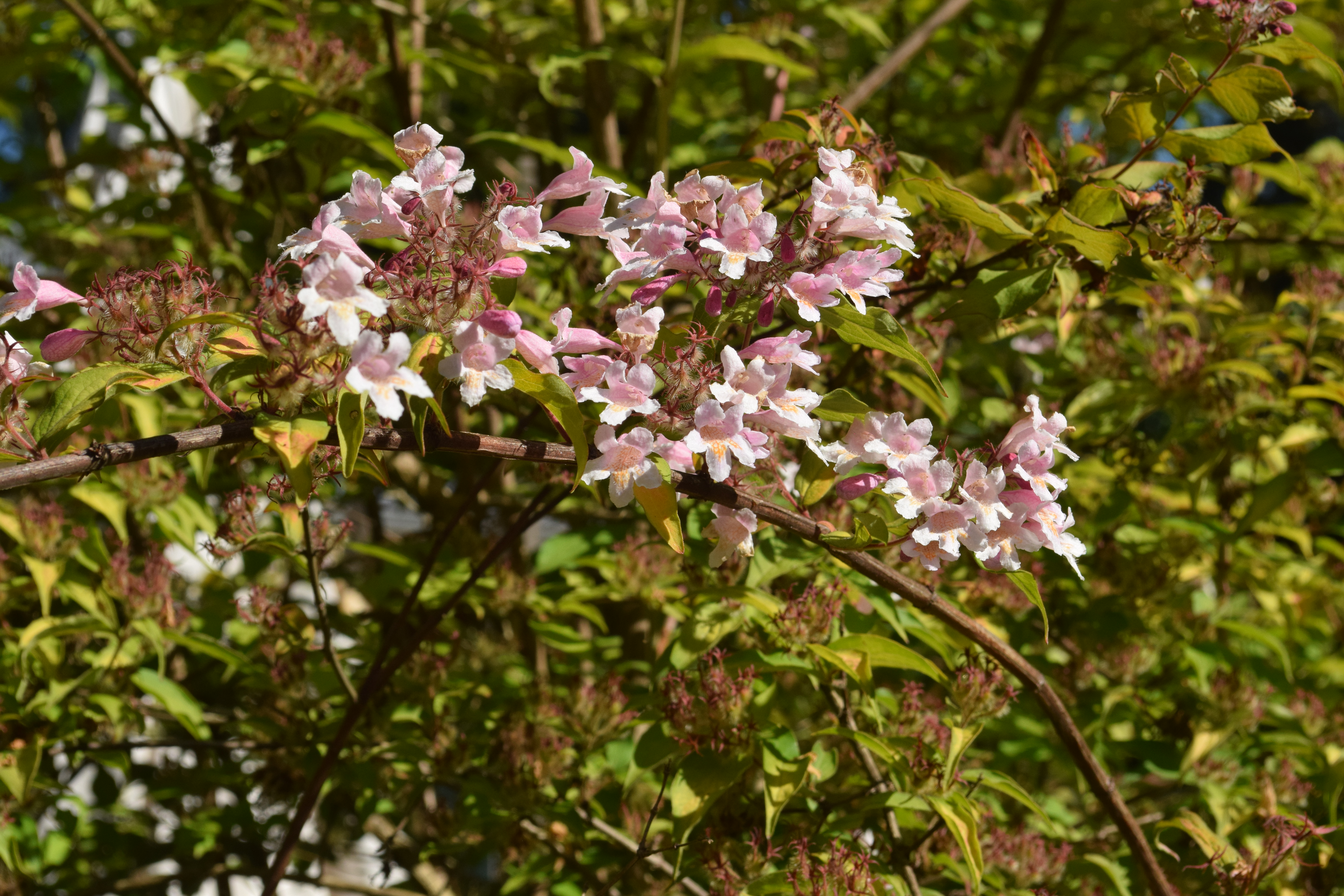 DSC_0002