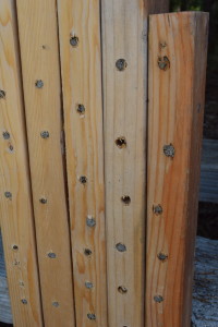 Mason bee nest structure made of 2x4s. Mud plugs show where bees have built nests.