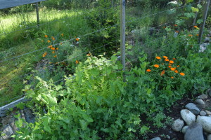 Calendula, peas, and grape vines combine on one trellis.