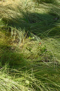 native grasses