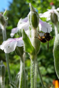 woolcarderbee_edited-1