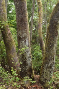 Grove_madronering