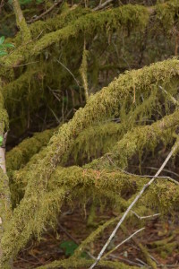 Grove_mosslimbs