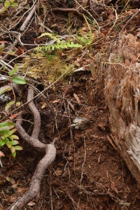 Fern and root on rotted stumpe