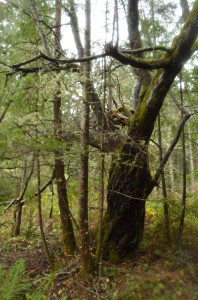 Old willow below the lake. It was the largest of its kind of seen, but it later split in half.