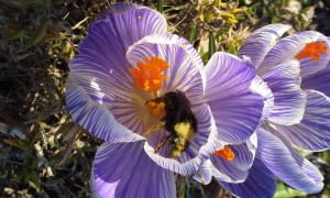 The yellow-faced bumblebee (Bombus vosnesenskii) is relatively common in my garden, and particularly enjoys crocus and California poppies.