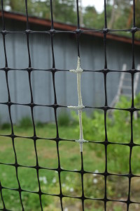 Eggs on my deer fencing are a common occurrence in late summer. I am assuming they are butterfly eggs, but I've never seen the parent organism.