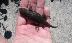 The relatively dull dorsal view of a male Western fence lizard, courtesy of Milo the cat. It lived, and I released it to a small rockery. It is interesting to note that these lizards are comparatively rare in Western WA, occuring primarily in coastal areas, including Fox, McNeil, and Ketron Islands. In SoCal, these animals are much lighter in color as is typical of species in southern vs northern latitudes.