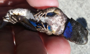 The brilliant indigo underparts of the male Western Fence Lizard.