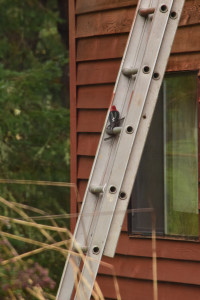Redbreasted sapsucker_2