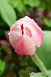 tulip